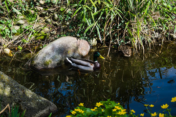 Mallard - a bird from the family of ducks detachment of waterfowl. The most famous and common wild duck. Male duck. Drake.