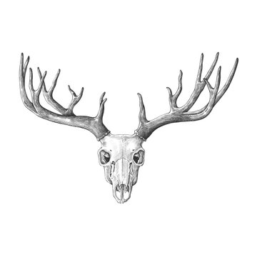 Hand drawn deer antler isolated