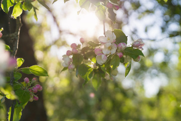 closeup blossoming apple tree with pink flowers in a garden