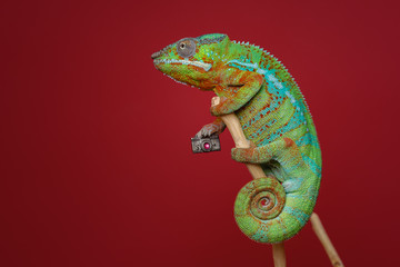 Fototapeta premium alive chameleon reptile