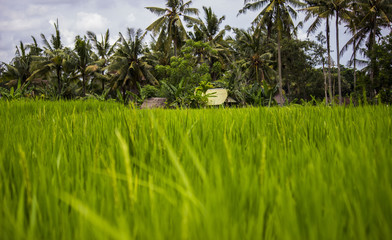 Balinese rice field 