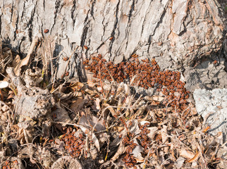 Accumulation of Firebugs