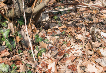 Accumulation of Firebugs