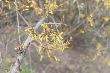 Forsythia Yellow Buds