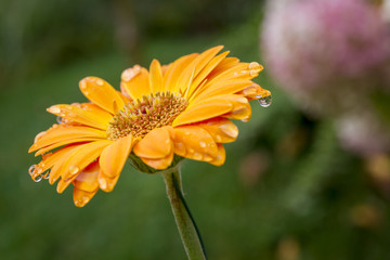Obraz premium Gerbera orange après la pluie