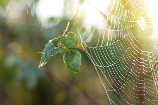 morning in forest/ birch leaves on  background of  blurred silhouette wet web in the sun