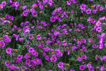 seamless texture purple flowers background