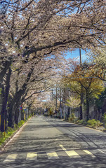 Japanese spring cherry blossoms