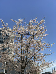 Japanese spring cherry blossoms