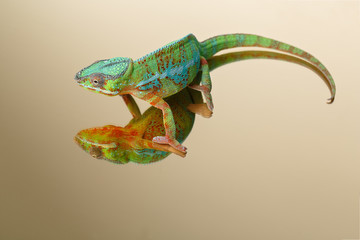 Naklejka premium alive chameleon reptile