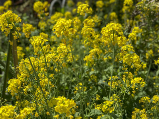 Rape blossoms in Japan