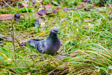 Pigeons on the grass
