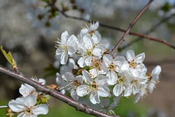  inflorescence of cherry