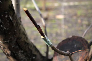 Finished grafting fruit tree in cleft using cuttings. Closeup.