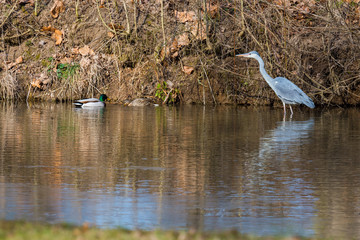 big water bird Ardea cinerea is wading in water