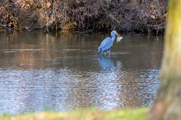 big waterfowl Ardea cinerea wading in water and catching fish