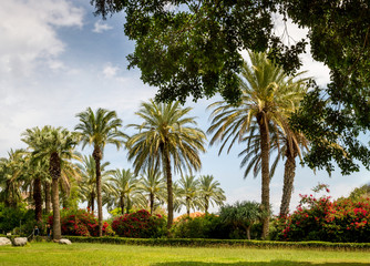 Palm Park of the Church Of The Beatitudes where Jesus preached the Sermon on the Mount.
