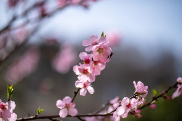 Single almond tree blossoms