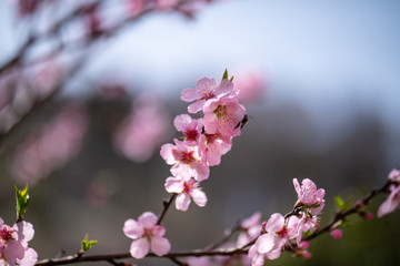 Fototapeta na wymiar Single almond tree blossoms