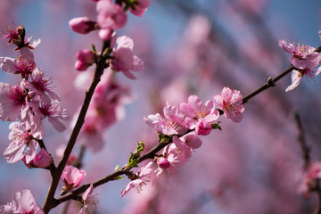 Fototapeta na wymiar Single almond tree blossoms