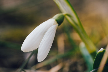 The first spring flower known as snowdrop (Galanthus nivalis)