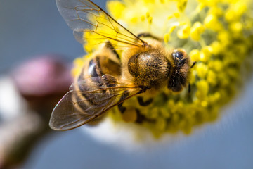 Honey bee (Apis mellifera) pollinating yellow flower of Goat Willow (Salix caprea)