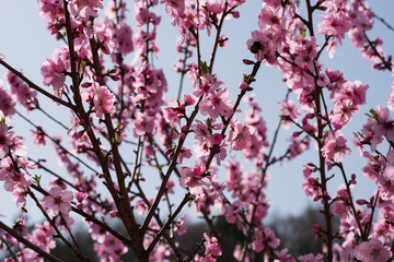 Single almond tree blossoms