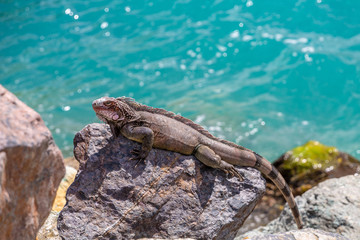 Iguana Basking in Sun
