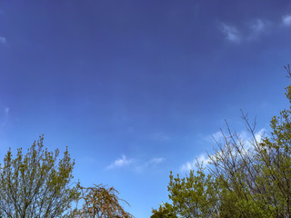 Japanese spring cherry blossoms