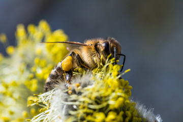 Honey bee (Apis mellifera) pollinating yellow flower of Goat Willow (Salix caprea)