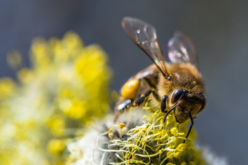 Honey bee (Apis mellifera) pollinating yellow flower of Goat Willow (Salix caprea)