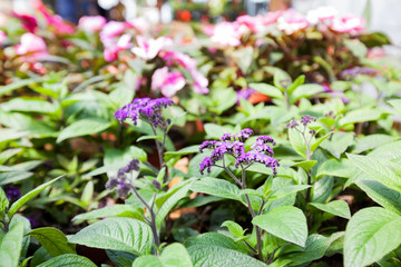 Colorful Spring Flowers