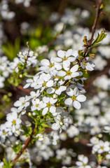 blühender Spierenstrauch im Frühling