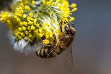 Honey bee (Apis mellifera) pollinating yellow flower of Goat Willow (Salix caprea)
