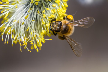 Honey bee (Apis mellifera) pollinating yellow flower of Goat Willow (Salix caprea)