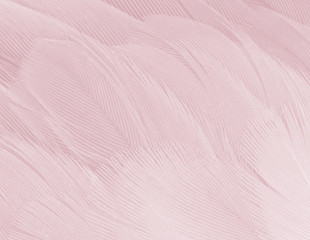 Obraz premium Coral Pink vintage color trends feather pattern texture background 