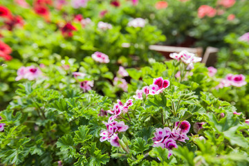 Colorful Spring Flowers