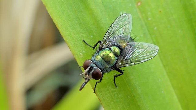 Green fly on leaves in tropical rain forest. nature background.