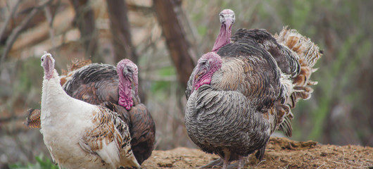 Turkeys in Herd