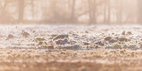 Close-up of frozen farmland backlit by morning sun.