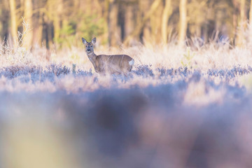 One roe deer doe standing between high grass in moorland.