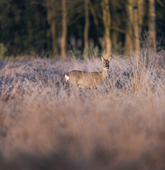 Naklejka na ściany i meble Roe deer standing in high grass in moorland. Lit by morning sun.