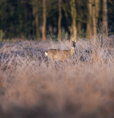 Roe deer standing in high grass in moorland. Lit by morning sun.