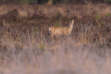 Roe deer doe in moorland looking aside lit by morning sun.
