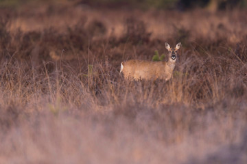 Roe deer doe in moorland lit by morning sun. Looking towards camera.