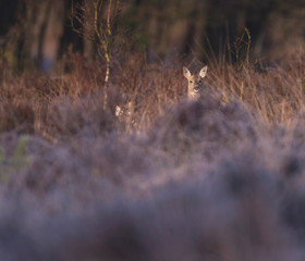 Roe deer doe in moorland lit by morning sun. Looking towards camera.