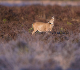 Roe deer doe in moorland lit by morning sun. Looking aside.