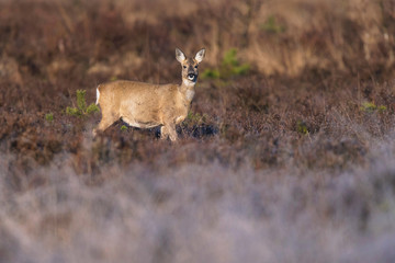 Roe deer doe in moorland lit by morning sun. Looking towards camera.