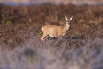 Roe deer doe in moorland lit by morning sun. Looking towards camera.