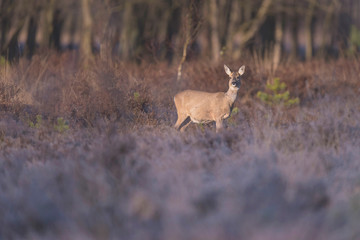 Roe deer doe in moorland lit by morning sun. Looking towards camera.